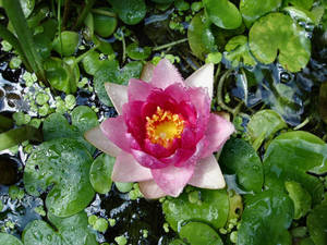 My Beautiful Lily by Thelma1 My Beautiful Lily by Thelma1