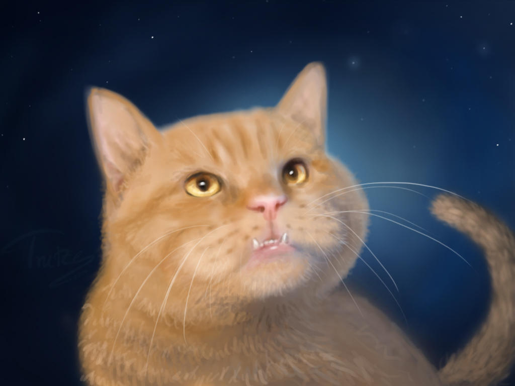 A Kitty A Day ... by Trutze