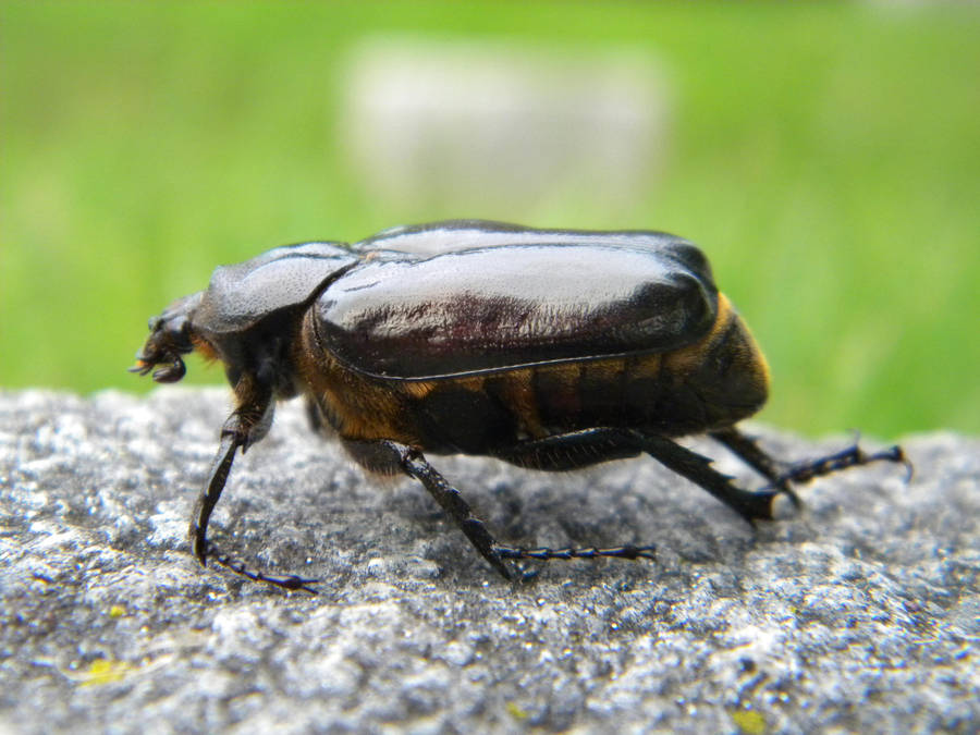 Beetle Bug 06 by Stock7000
