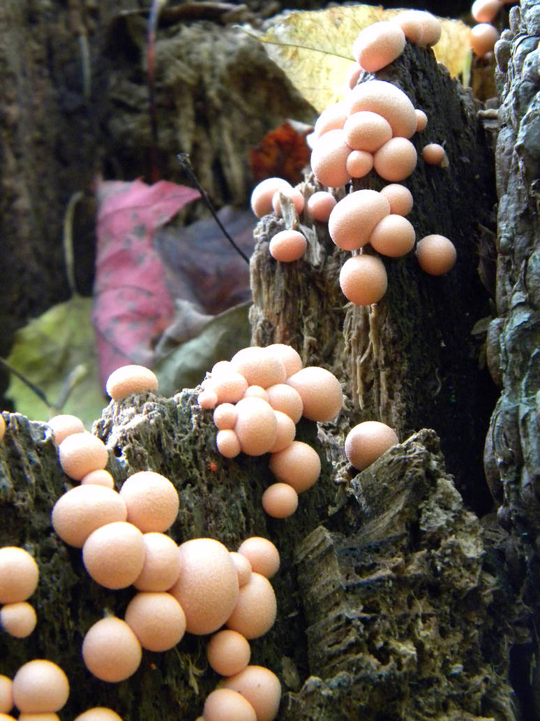 Bubblegum Fungus 2 by Stock7000