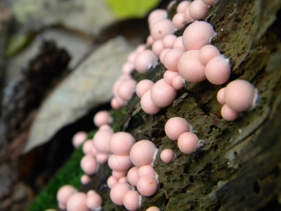 Bubblegum Fungus 4 by Stock7000
