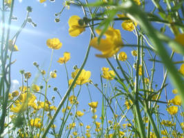 buttercups 2 by Tessawrr