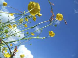 buttercups 4 by Tessawrr