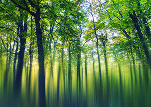 Emerald Forest by Aurelien-Minozzi Emerald Forest by Aurelien-Minozzi