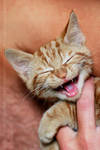 I KILL you.... by thrumyeye I KILL you.... by thrumyeye