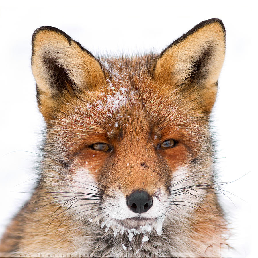 Cold Face, Warm Gaze by thrumyeye