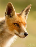 Vixen by thrumyeye