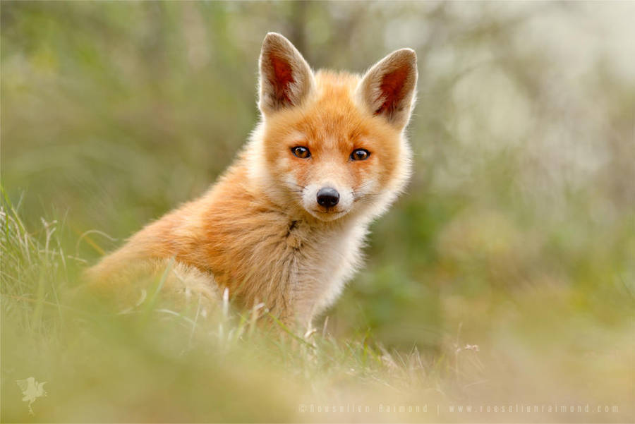 The Face of Innocence ... Red Fox Kit by thrumyeye