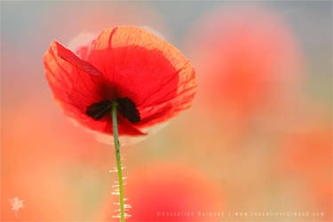 Poppy Dream by thrumyeye
