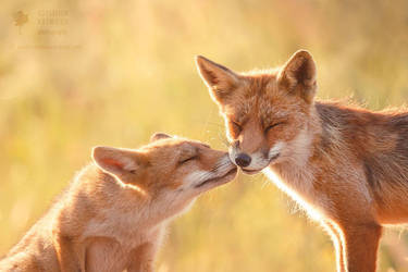 Animal Love by thrumyeye