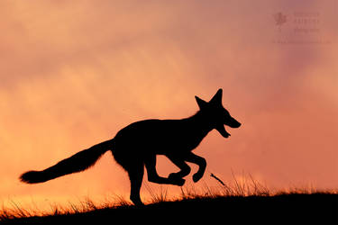Silhouette series - Happy Fox by thrumyeye