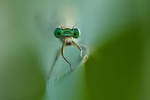 my little green world II. by arbebuk