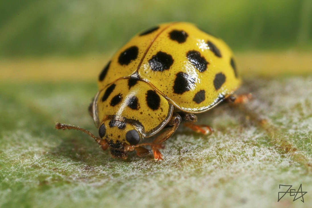 22-Spotted Ladybug (Psyllobora vigintiduopunctata) by Azph on DeviantArt