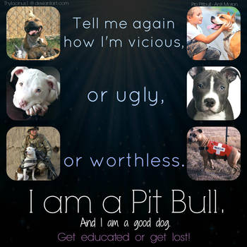 I am a Pitbull by Thylacinus1