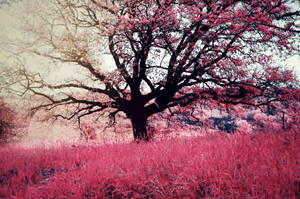 Tree of Life by LuizaLazar