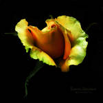 Romantic Attachment by creativemikey