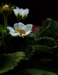 Belonging by creativemikey
