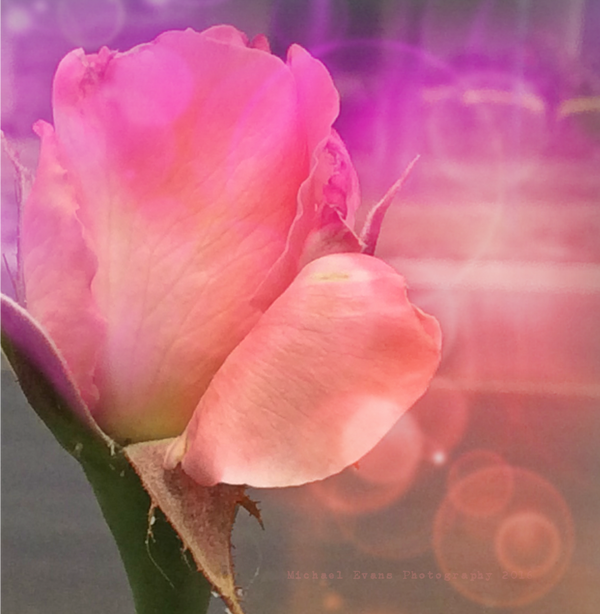 A Rose For You by creativemikey