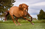 * by PASSiON--PHOTO