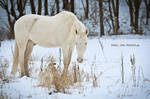 winter day by PASSiON--PHOTO