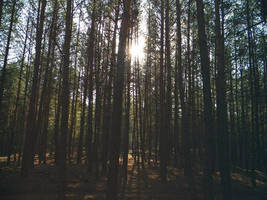 Forest by BloodyCoffin13