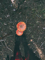 Fungi by BloodyCoffin13