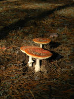 Mushrooms by BloodyCoffin13