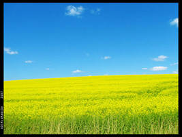 Fields of Sun 3 by MidMad