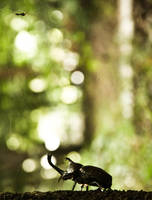 Japanese Rhinoceros Beetle by Nikander