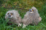 Eurasian Eagle Owls (Bubo bubo) Fledglings by MariaDeinert