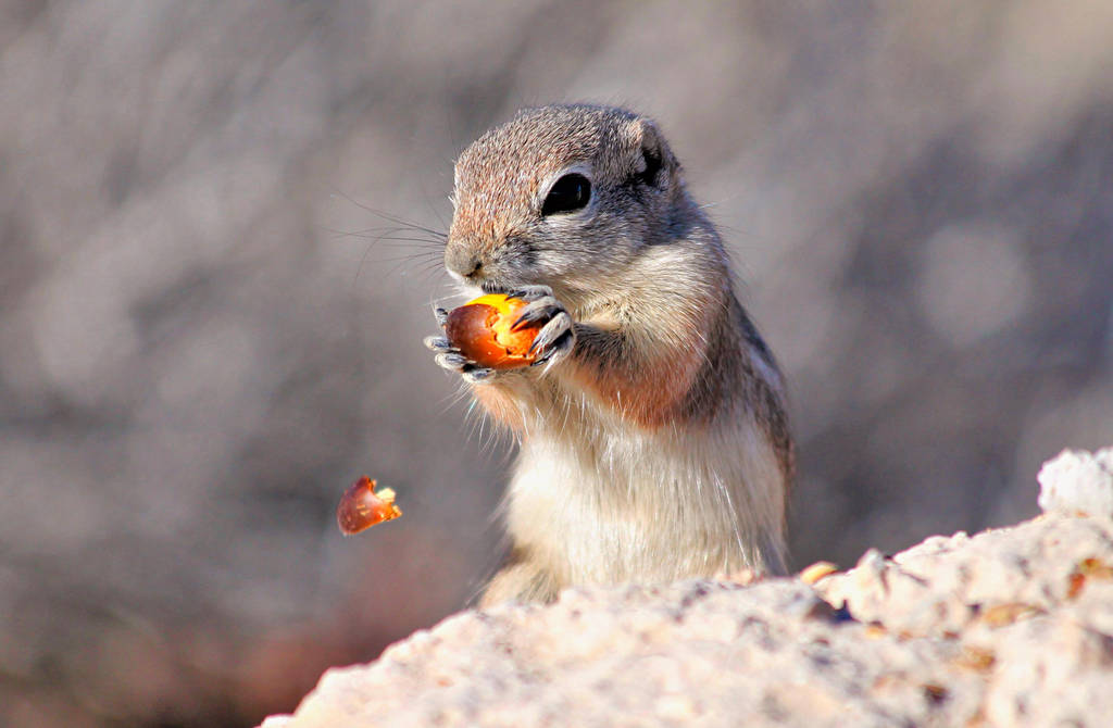 Ground Squirrel Eating Acorn by Monkeystyle3000 on DeviantArt