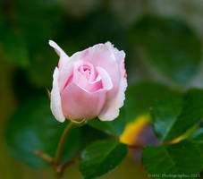 Single Stem by ARC-Photographic