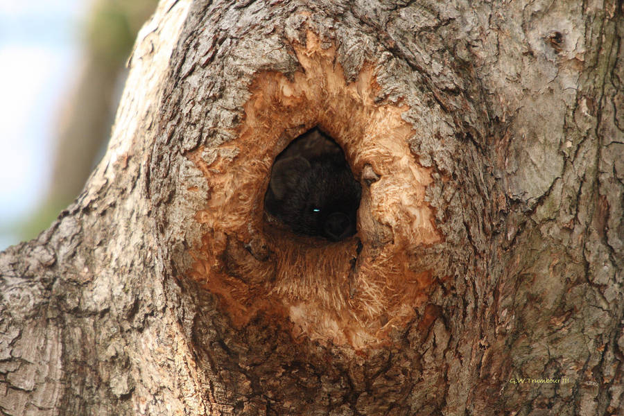 Fisher Cat in tree den by natureguy