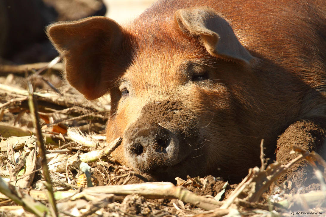 Nap in the afternoon by natureguy Nap in the afternoon by natureguy
