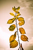 S O M E T H I N G by spanjebob89