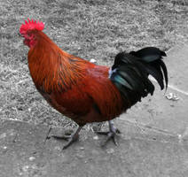 Cluck Cluck Doodle. by JehKnee