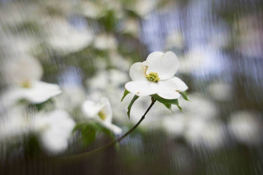 Dogwood Flowers V by LDFranklin