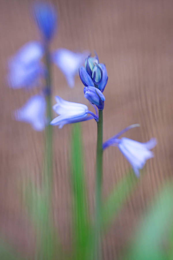 Azalea Garden Lensbaby XXV by LDFranklin