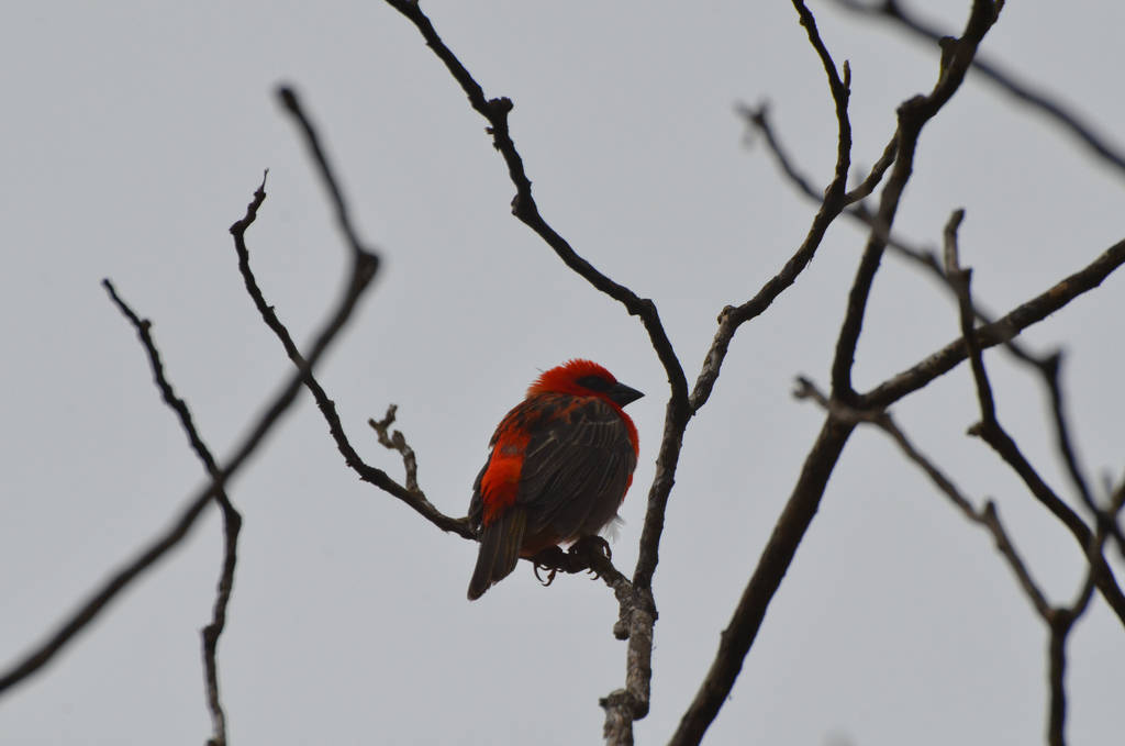 young cardinal on a tree branch for leni birthday by a1z2e3r on