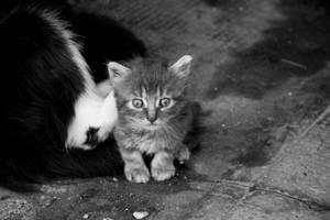 Cookie 3 by che-tina-plant