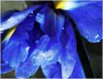 Tears of Iris by VasiDgallery