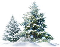 winter trees by VDragosPhotography