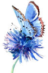 paint butterfly by VasiDgallery