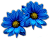 blue daisies by VDragosPhotography