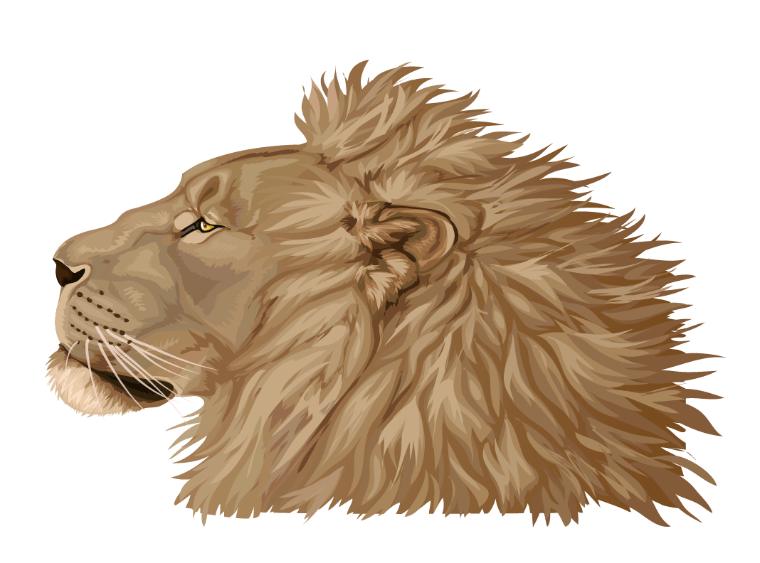 Lion done in illustrator by Maquenda