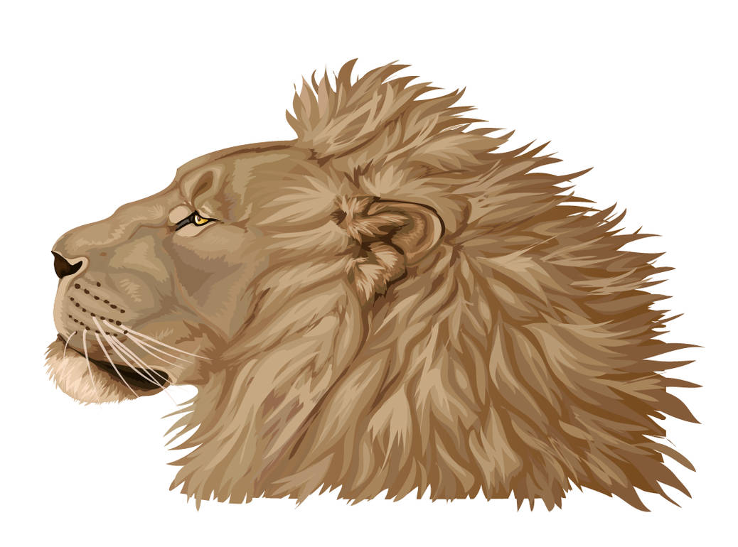 Lion done in illustrator by Maquenda