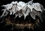 Frozen Sunflower by wiebkerost
