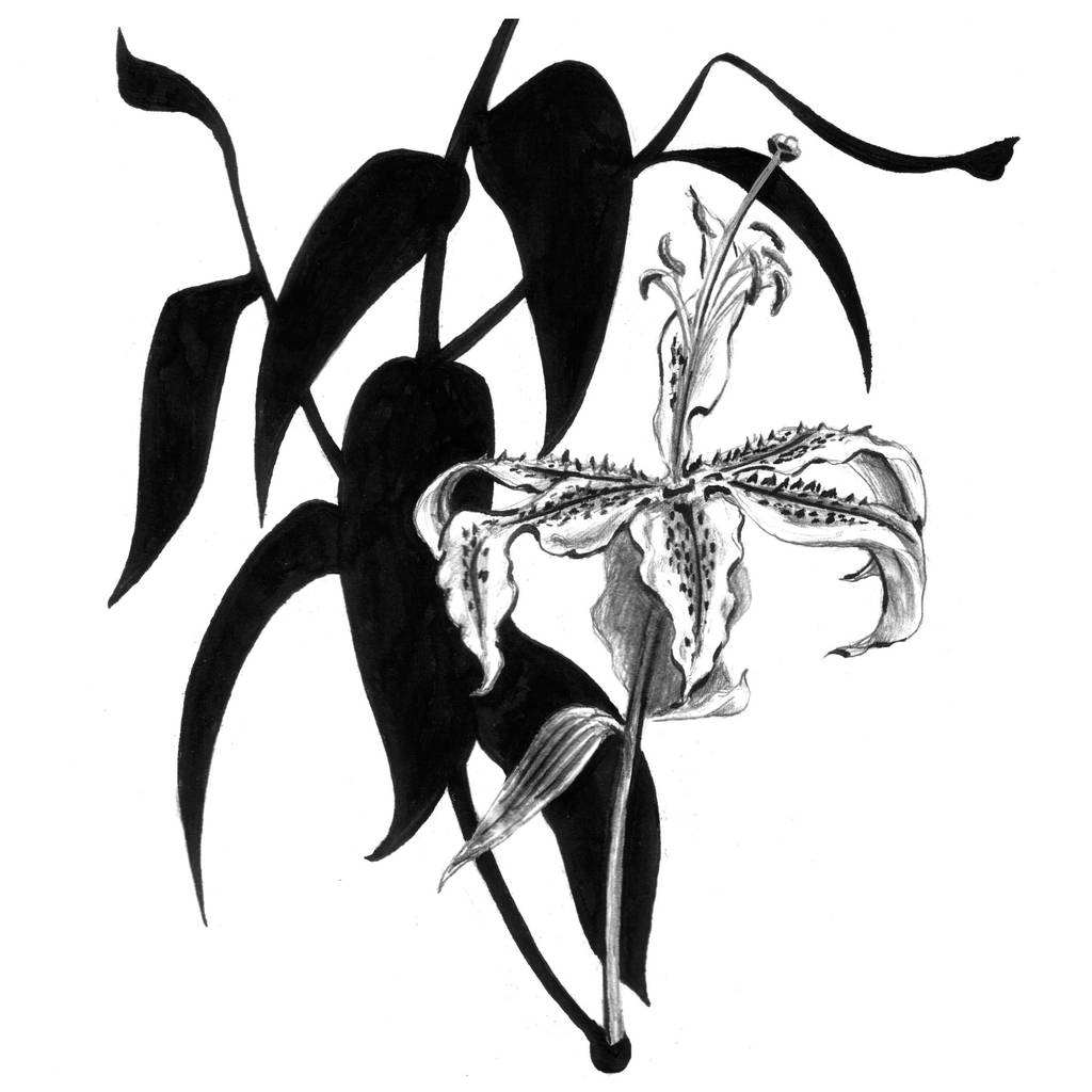 Lilium by wiebkerost