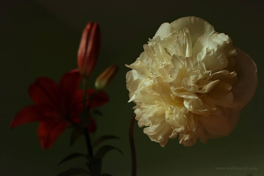 Red Lily and White Peonia by wiebkerost