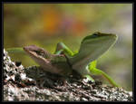 Green Anoles 40D0004418 by Cristian-M